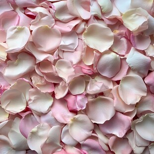 浪漫粉色玫瑰花瓣特写