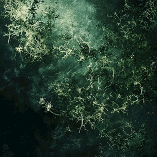 神秘绿意丛林枝叶景象