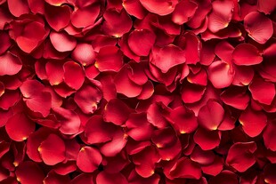 浪漫红玫瑰花瓣铺满画面