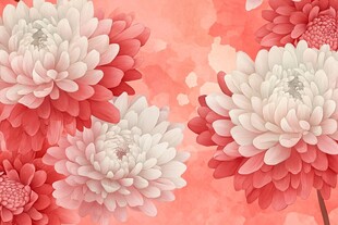 粉白菊花绽放浪漫背景
