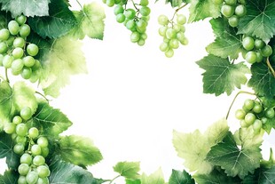 绿葡萄与叶组成的自然边框