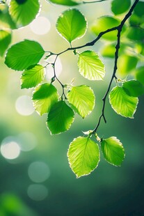 嫩绿新叶映于光影之下