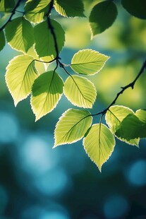 阳光下的嫩绿树叶