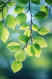 嫩绿新叶的清新景致