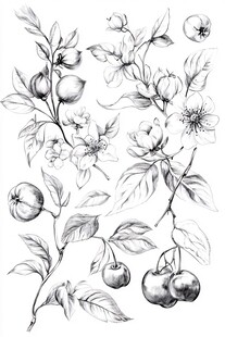 手绘花卉果实植物插画