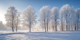 冬日银树雪景 静谧之美