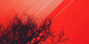 红色背景下的枯树剪影