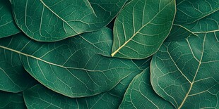 翠绿叶片纹理特写