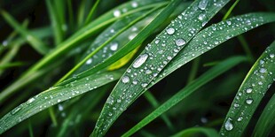 草叶上的晶莹露珠