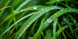 青草上晶莹的露珠