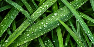 露珠点缀的翠绿青草