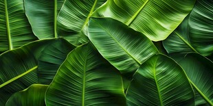 翠绿芭蕉叶纹理精美画面