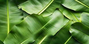 翠绿芭蕉叶纹理特写