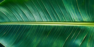 翠绿芭蕉叶的纹理特写