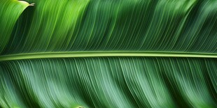 翠绿芭蕉叶的自然纹理