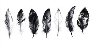 黑白羽毛集合