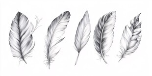 手绘黑白羽毛插画集合
