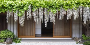 日式门前垂挂的素雅紫藤