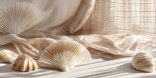 贝壳静物摆拍 柔和质感美