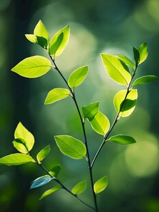 嫩绿新叶 自然清新的生机