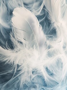轻柔白羽毛的梦幻视觉