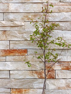 石墙旁的嫩绿小树