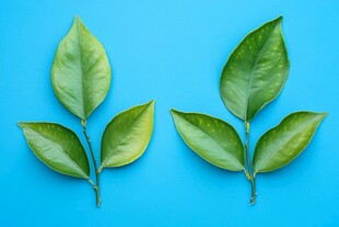 蓝底上的翠绿叶片