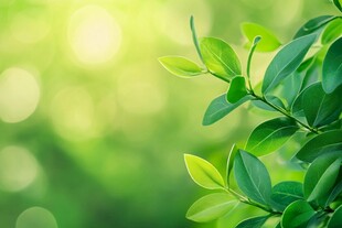 嫩绿枝叶 清新自然景象