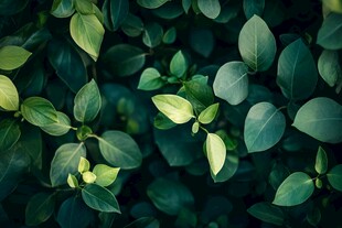 绿意盎然的叶片特写