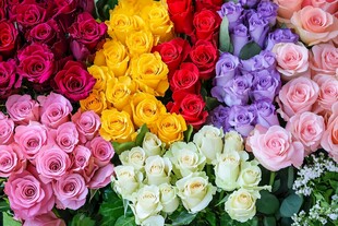 多彩玫瑰绽放美丽花束