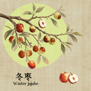 手绘冬枣