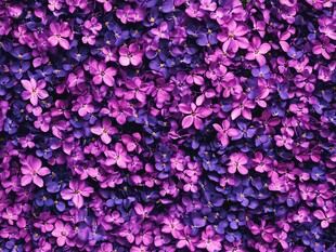 紫花烂漫的迷人花卉景观