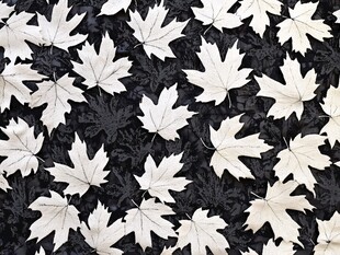黑白枫叶图案背景纹理