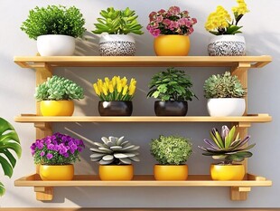 多层花架上的多彩盆栽