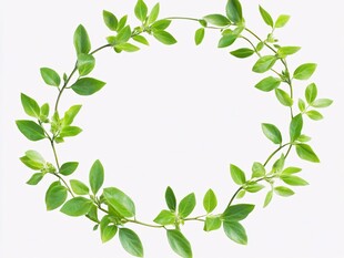 绿叶环绕的清新植物花环