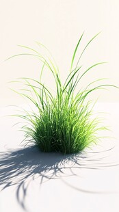 翠绿青草 光影下的生机
