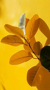 金黄树叶特写 清新自然风