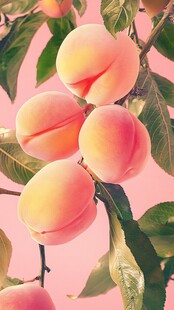 粉嫩蜜桃挂枝头
