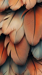 绚丽多彩的鸟类羽毛纹理