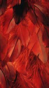 热烈红羽纹理特写