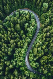 林中蜿蜒公路 绿意盎然