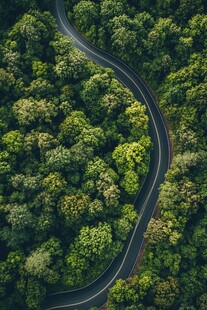 蜿蜒公路穿梭葱郁森林