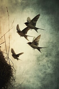 燕子群飞于巢畔的美妙瞬间