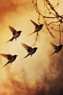 夕阳下群燕飞舞的美丽瞬间