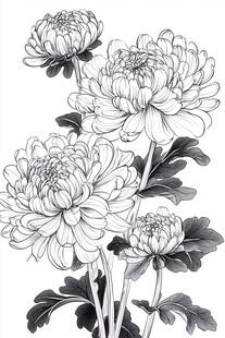 墨韵菊花图
