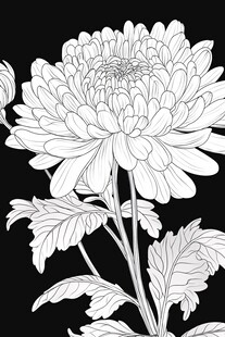 白描菊花图