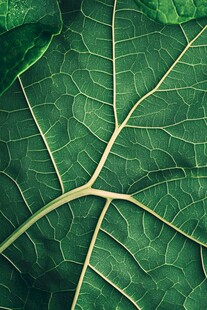 翠绿叶片的精致脉络纹理