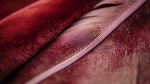 深红绒布上的精致羽毛