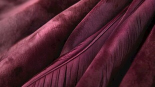 深紫红色羽毛特写纹理