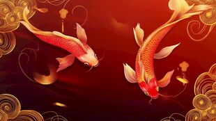 双锦鲤游弋于祥瑞红金间